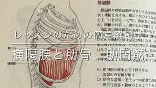 レッスンのための簡単解剖学　横隔膜、肋骨、肋間筋とトリガーポイント