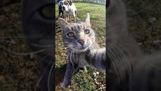 Yeni Şeyler Deniyen Sevimli Dostumuz #catvideos #cat #komik #short #funnyvideo