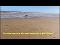 Flynn - the retired greyhound running on the beach