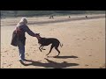 Flynn - the retired greyhound running on the beach