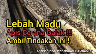 Cara Mengatasi Lebah Madu Galak