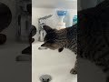 洗面台で水と戯れる猫がいる暮らし