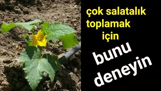 Bu yöntemle bol bol salatalık toplarsınız