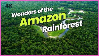 Wonders of the Amazon Rainforest | Explore Nature's Masterpiece | Tom globe