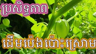 ប្រសិទ្ធភាពដើមប៉េងប៉ោះស្រោម@rihanna @thanmboran