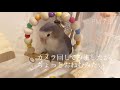 【癒し】ケージでくつろぐ様子 コザクラインコ飼育vlog