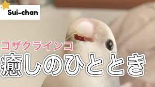 【癒し】ケージでくつろぐ様子|コザクラインコ飼育Vlog