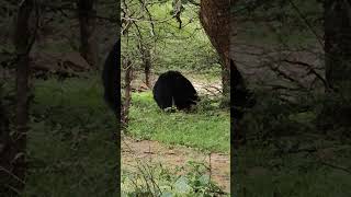 sloth bear ranthambore national park