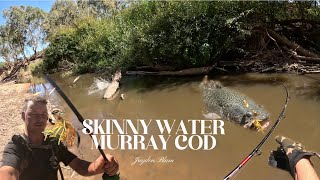 Victorian skinny water Murray cod. Quick session, Warm day & hot fishing.