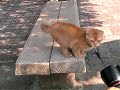 【未公開動画】たわしねこ 写真集撮影の頃