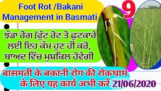 Bakani/Foot rot Management in Basmati Crop (ਬਾਸਮਤੀ ਵਿੱਚ ਹੁਣ ਹੀ ਝੰਡਾ ਰੋਗ ਕੰਟਰੋਲ ਕਰੋ) Shergill Markhai