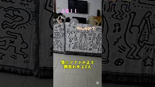 やんのか!?上等!! #cat #catcute #保護猫 #保護猫 #ねこ #ねこの居る暮らし #ねこと暮らす #ねこと暮らす