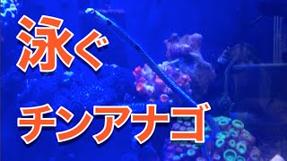 チンアナゴが泳ぐ！そして砂に潜る瞬間【海水魚水槽】