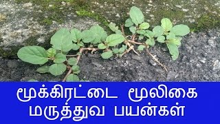 மூக்கிரட்டை மூலிகை மருத்துவ பயன்கள்