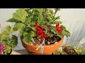 species pelargonium pelargonium triste in flower