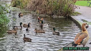 Mandarin Ducks, Mallard Ducks, Egyptian Geese, Moorhen Birds, Pigeon's, Amazing London Birds/Ducks