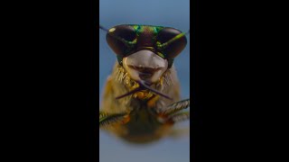 Never before filmed, this tiger beetle is ready for its close-up 🪲 #ARealBugsLife