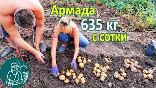 Армада в жарком климате от посадки до урожая 🥔 Выращивание картофеля 🌿 Опыт Гордеевых