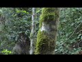 Bigfoot Sasquatch sighting near Port Renfrew on Vancouver Island . Close Encounter!