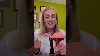 Fallopian Tubes: How do they work?