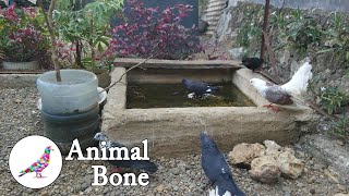 The Dodo - BF Skinner Foundation - Pigeon Ping Pong Clip, water - Animal Bone