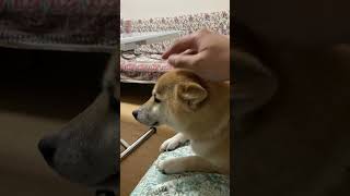 撫でるのやめるんじゃねーって言ってる柴犬ひな