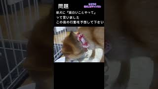 【柴犬】柴犬に面白い事やって！て言ったらこうなった　#shorts