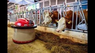 How Robots Serve Thousands of Cows in Big Dairy Farms   From Feeding To Milking