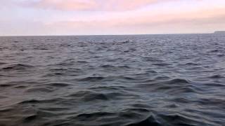 Kayaking with dolphins, Aberporth