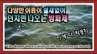 다양한 어종이 쉴새없이 던지면 나오는 방파제 : a breakwater where a variety of fish species are constantly coming out