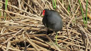 Common Moorhen Walks on Floating Cattails \u0026 Great Blue Heron at Ibis Pond Pinckney Island