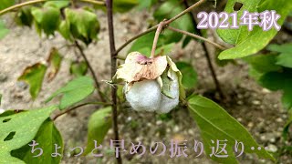 [2021 Cotton Growth Record] #A little early, but this year's cotton look back #Cotton growth