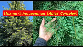 Пихта одноцветная (Abies Concolor)