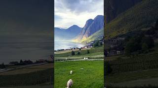 Aurlandsvangen, Norway 🇳🇴 Best place we ever stayed #travel #europe #norway #mountains #sheep