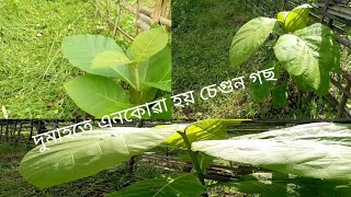 দুমাহতে এনেকোৱা হয় চেগুন গছ