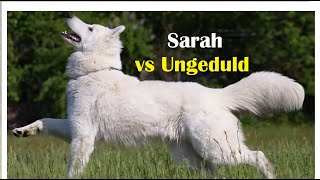 Weißer Schäferhund Sarah und ihre Ungeduld