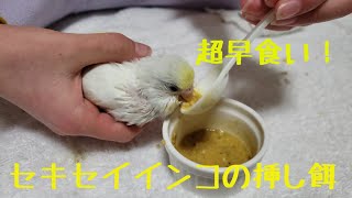 セキセイインコ『雛の挿し餌』