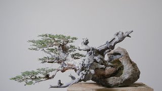 Rocky Mountain Native Material Work