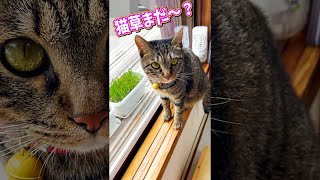 猫草の成長が待ち遠しい猫😍💕 #Shorts