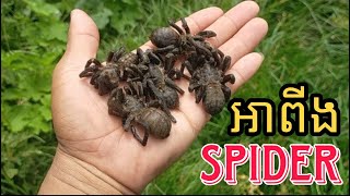 សត្វអាពីង /Spider/ចាប់សត្វអាពីងនៅតាមព្រៃភ្នំ/KS Khmer