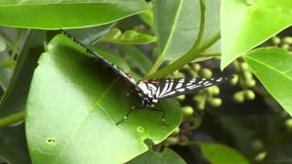 Red Ring Skirt (Hestina assimilis) butterfly