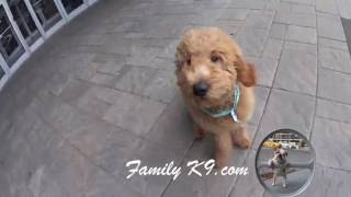 Montreal Dog Trainer - Labradoodle - obedience and therapy dog training