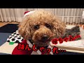 【名古屋弁をしゃべる犬 】またやっちゃった クリスマスソング 替え歌【名古屋 方言 】【おしゃべりペット】