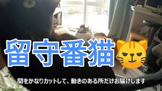 【猫監視カメラ】猫の留守番リビングクッション編