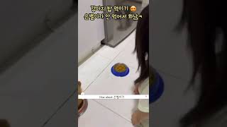 강아지 밥 먹이기 🐶 30개월하유니 🐾 baby with pet @LUYPAPA