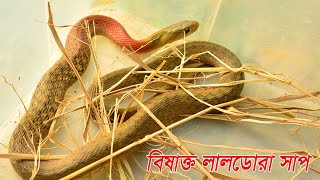 লালডোরা সাপ Nagordula Film \u0026 Lifestyle