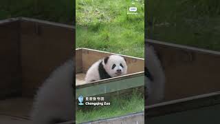 重慶動物園新晉人氣 #熊貓 寶寶「奇三妹」，可愛得像毛公仔一樣 #panda #パンダ #팬더