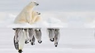 Apéro sciences - Science bipolaire : de l'Arctique à l'Antarctique - Mardi 2 juin 2020