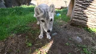 Meet Arctic Fox, Sven