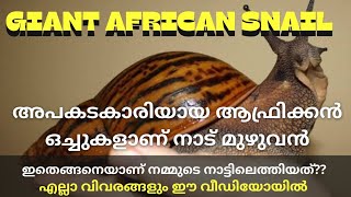 ആഫ്രിക്കൻ ഒച്ചുകളുടെ ശല്ല്യം നാടെങ്ങും 🐌 dangerous giant African snail,how to kill African snail